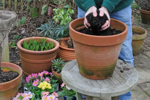 Filling the pot with compost