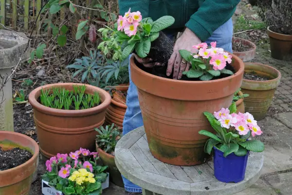Adding pink primroses to the container