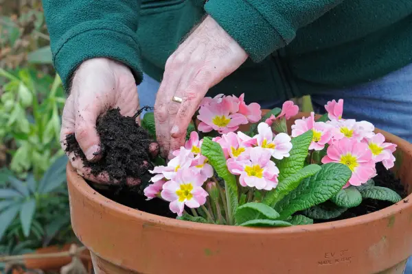 Backfilling around the plants with compost