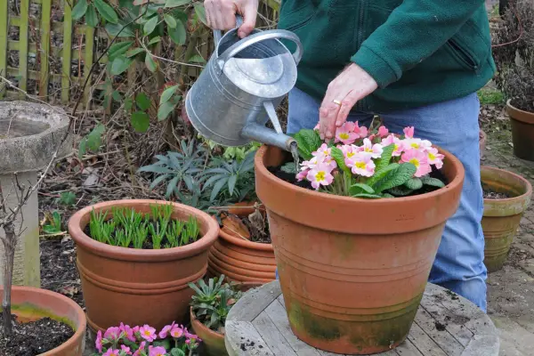 Watering in the plants