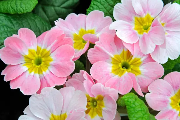 Winter bedding plants