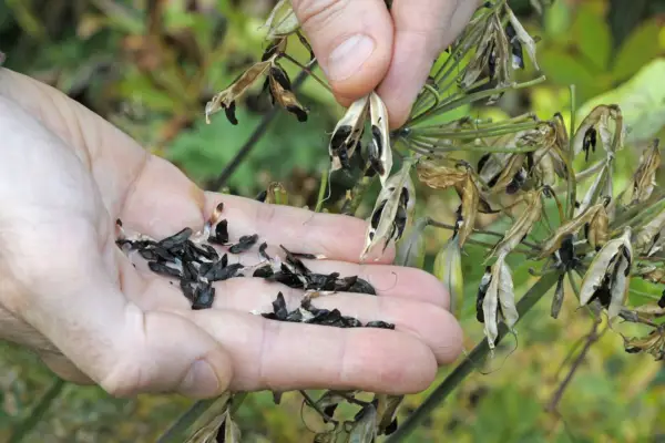 Extracting agapanthus seeds from the seed pods