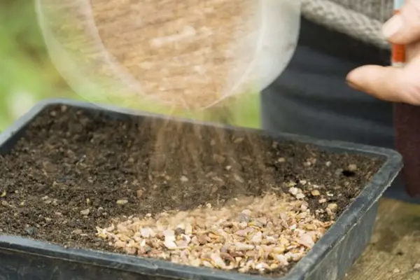 Covering the compost and seeds with grit