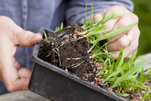 Pricking out seedlings from the compost tray