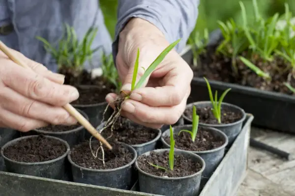 Potting up the individual seedlings