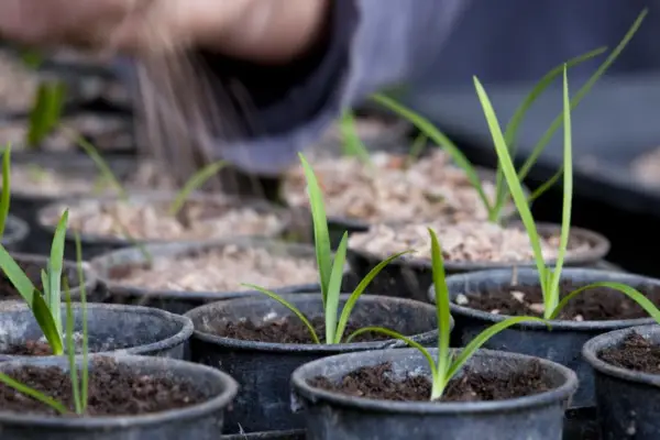 Covering the surface of the compost with grit