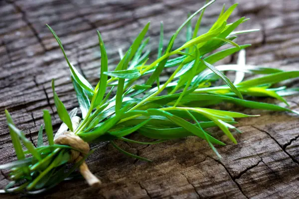Bunch of tarragon. Credit: Getty Images
