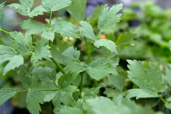 Lovage leaves