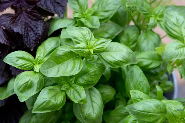 Basil leaves