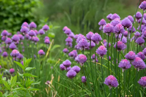 How to grow chives