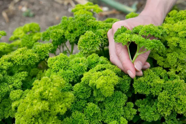 Picking curly parsley