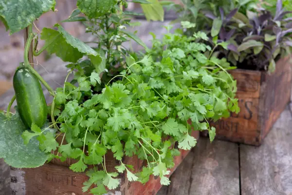 Coriander growing in a container