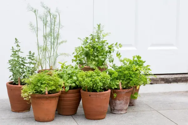 Growing herbs in pots