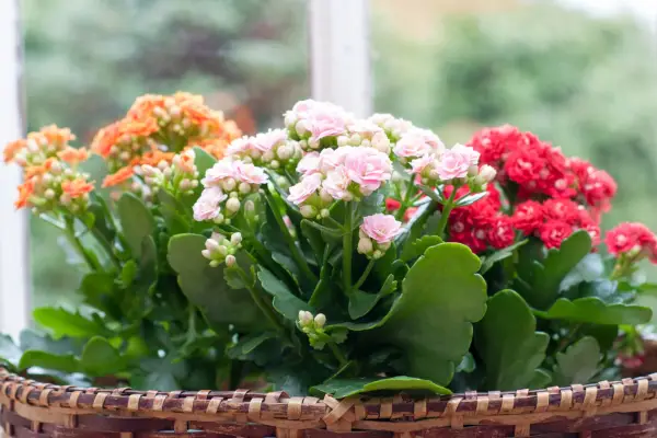 How to grow kalanchoe – kalanchoe (Calandiva) on a windowsill