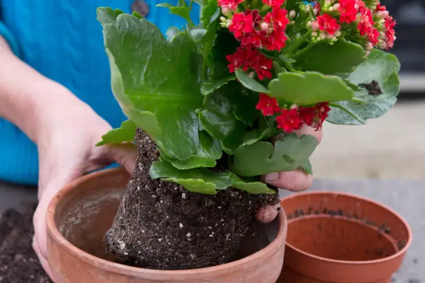 How to grow kalanchoe – repotting a kalanchoe