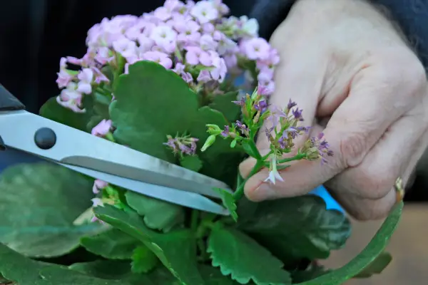 How to grow kalanchoe – deadheading kalanchoe