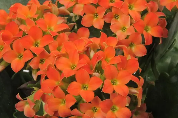 How to grow kalanchoe – kalanchoe flowers