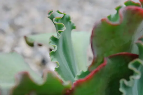 How to grow kalanchoe - Kalanchoe sexangularis