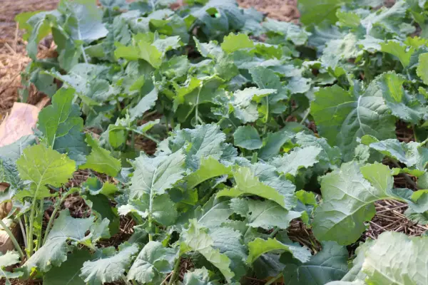Swede plants growing in the ground. Getty Images