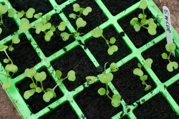 Swede seedlings in a seed tray