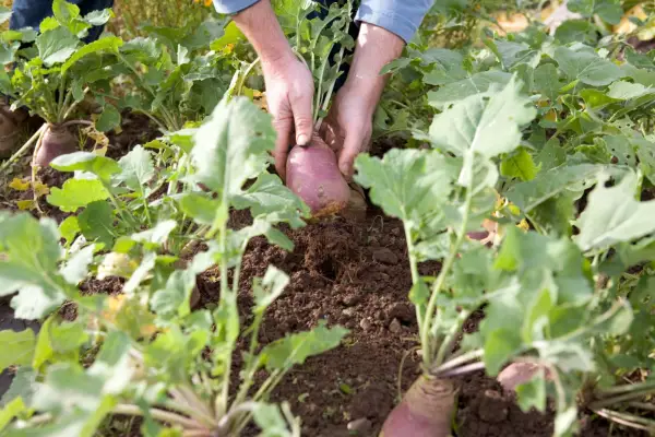 2048x1365_how_to_grow_swedes_Grow_your_own_Toby_Buckland_1_271009_Swede-a1-