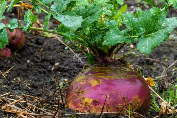 Close up of swede growing in the soil. Getty Images