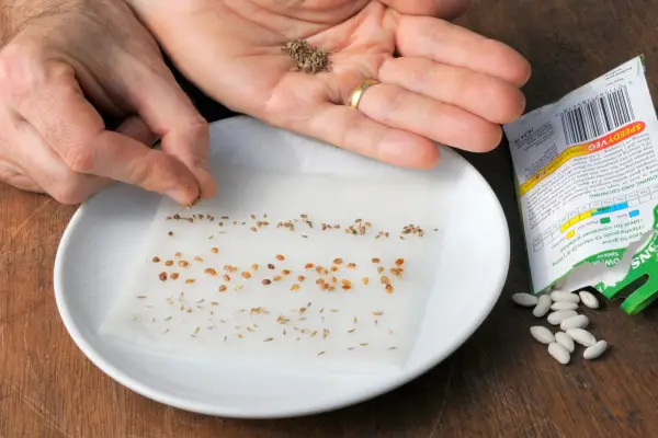 How to test seed viability - laying the seed on kitchen towel