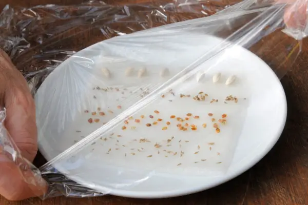 How to test seed viability - covering the plate with cling film