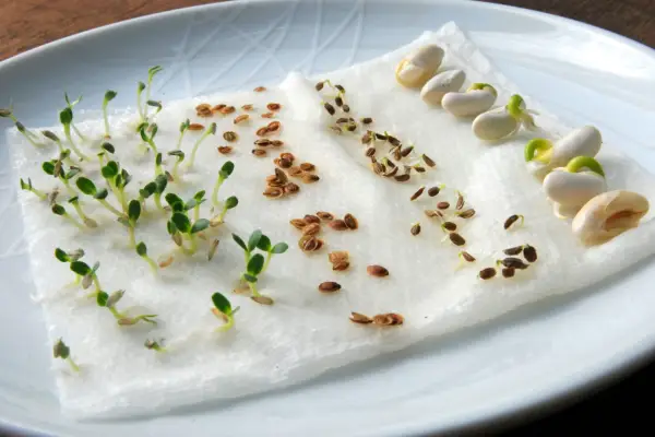 How to test seed viability - germinated seeds