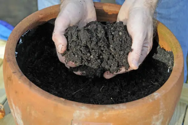 Tulip pot display - adding compost