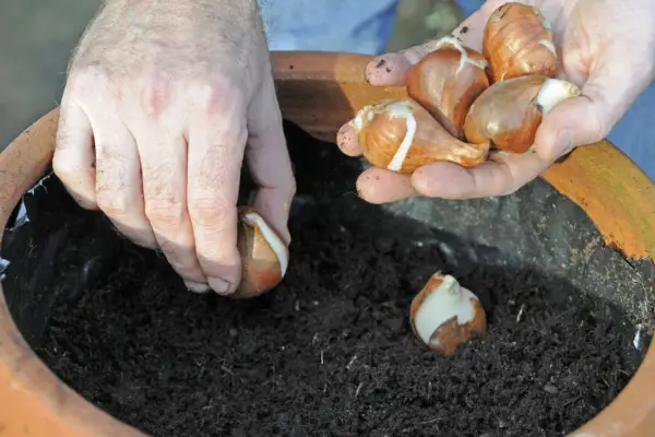 Tulip pot display - planting tulip bulbs