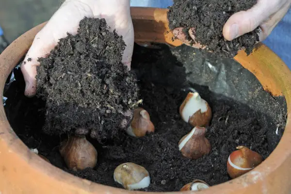 Tulip pot display - covering the bulbs with compost
