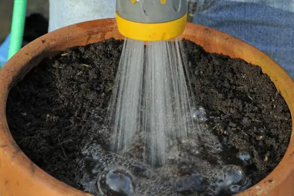 Tulip pot display - watering the pot