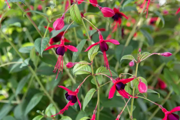 How to grow fuchsias – Fuchsia 