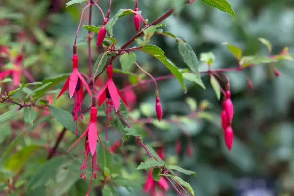How to grow fuchsias – Fuchsia magellanica var. macrostema