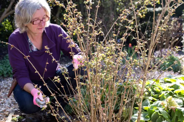 How to grow fuchsias – cutting back a fuchsia in spring