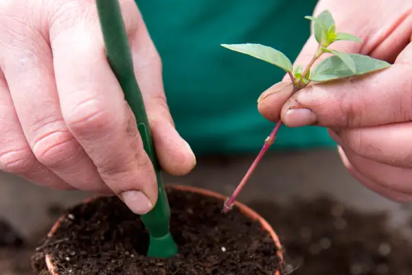 How to grow fuchsias - taking fuchsia cuttings