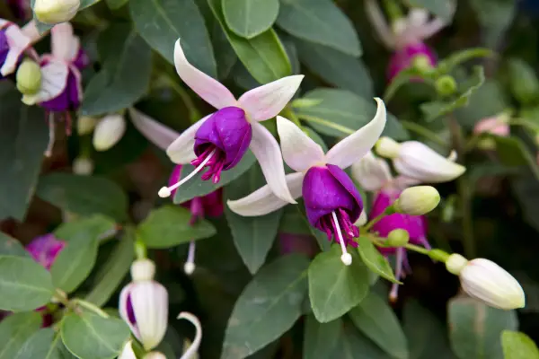 How to grow fuchsias - Fuchsia 