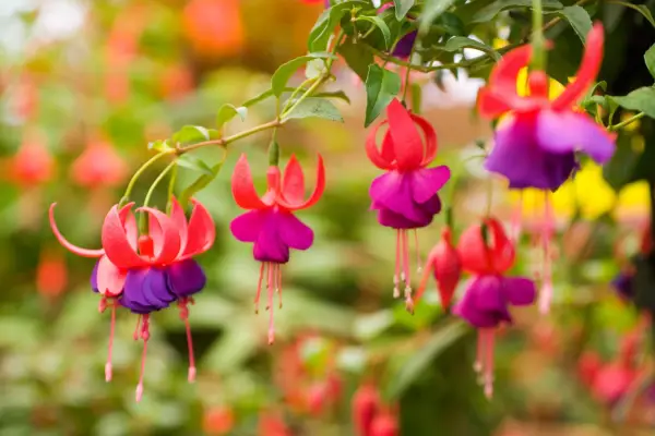 How to grow fuchsias – Fuchsia 