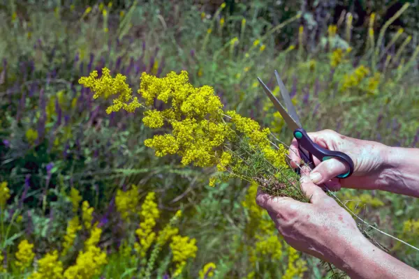Cutting Galium verum flowers. Getty Images