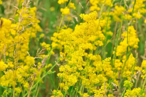 Sådan dyrkes Lady's Bedstraw (Galium Verum)