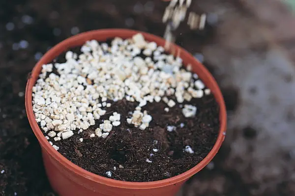 Sprinkling vermiculite over the cyclamen seed