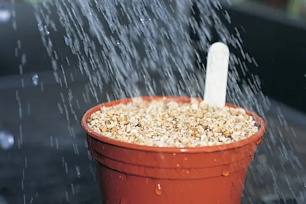 Watering the pot after sowing cyclamen seed