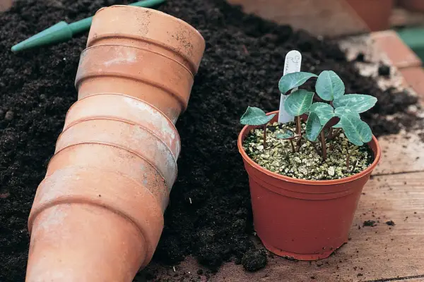 Cyclamen seedlings