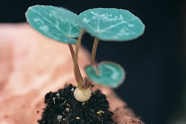 Small cyclamen plant