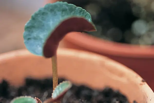 Potted cyclamen plant