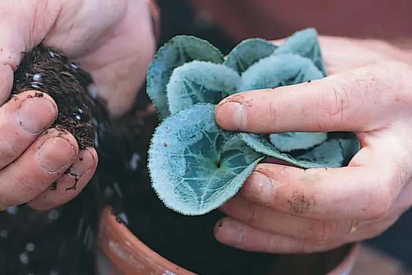 Potting on cyclamen plants
