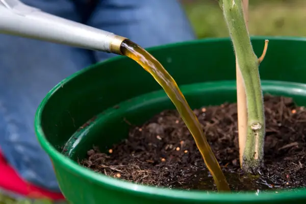 Gardener using a liquid plant food