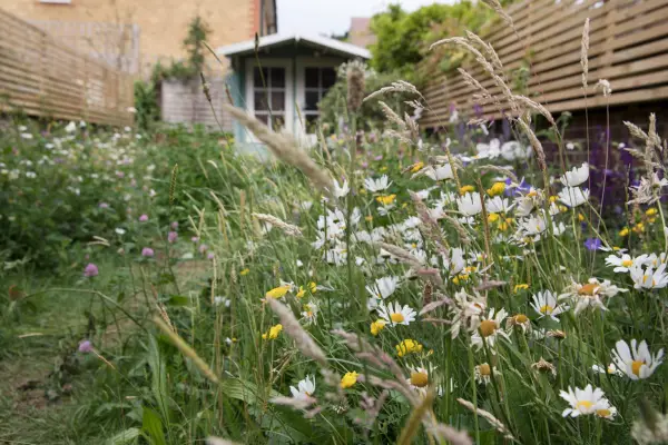 Wildflower meadow in a small UK garden. Sarah Cuttle