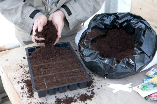 Adding peat-free seed compost to a modular tray. Sarah Cuttle